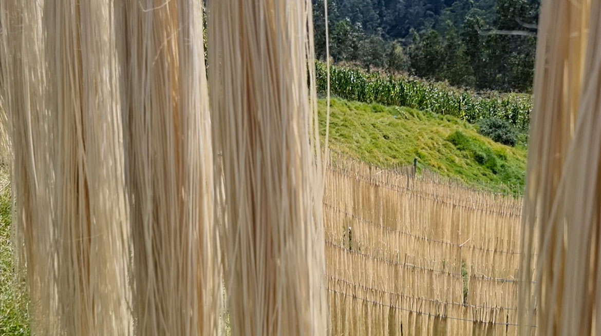 paja toquilla straw trying in the wind